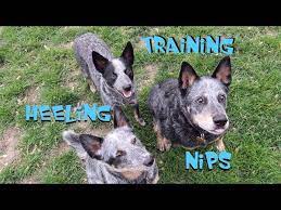 Australian Cattle Dogs Training Tips Heeling Nipping Youtube