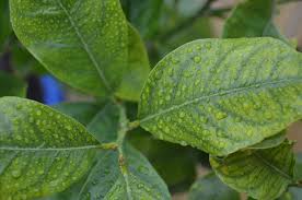 They are planted on a hill with very sandy loam soil so i would think they are getting good drainage. Why Are The Leaves On My Lemon Tree Turning Yellow The Garden Of Eaden
