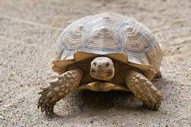 Viele kinder wünschen sich eine schildkröte als haustier. Das Alter Einer Schildkrote So Kannst Du Es Ermitteln Deine Tiere