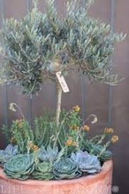 Olive Tree In Pot Under Planted With Succulents Olive Trees Garden Olive Trees Landscape Potted Olive Tree
