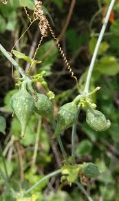 Image result for Corallocarpus epigaeus