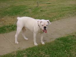 Central valley bulldogs, we breed french bulldogs and english bulldogs of the greatest quality. Valley Bulldog Greatdogsite