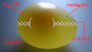 Bbc Bang Goes The Theory Hands On Science Rubber Egg