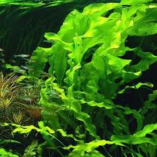 Aponogeton Ulvaceus 1 Bulb Freshwater Aquatic Live Super Price Ebay 325758 (for references in articles please use ncbi:txid325758). details about aponogeton ulvaceus 1 bulb freshwater aquatic live super price