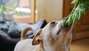 In cazul acesta exista cateva varianta care sa va rezolve problema. Alungati Respiratia Urat Mirositoare A Cainelui Cu Alimente Naturale Rasedecaini Ro