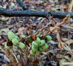 Image result for Lannea discolor