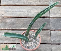 Image result for Sansevieria sinus-simiorum