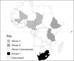 Bovis), which is closely related to the bacteria . Bovine Tuberculosis An Overview Sciencedirect Topics