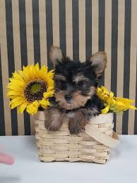 Cute teacup yorkie puppies available. Luxury Puppies 1 Sunrise Mall Unit 1225 Massapequa Ny 2021