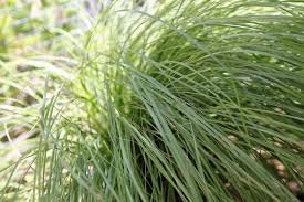Image result for Eragrostis phyllacantha