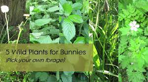 Can rabbits eat dock leaves. Foraging For Rabbits Dandelion Nettle Blackberry Plantain Herb Robert Youtube