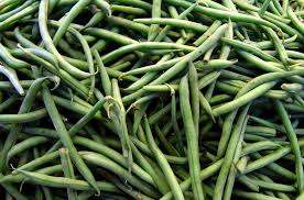 Image result for Phaseolus vulgaris