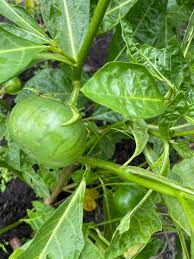 Image result for Solanum macrocarpon