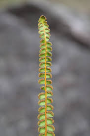 Image result for Lindsaeaceae