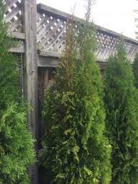 Specially selected to provide all of the nutrients your trees. Emerald Cedar Dying Or Sunburnt Toronto Master Gardeners