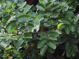 Image result for Phyllanthus muellerianus