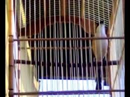 Burung bentet atau pentet merupakan jenis burung kicau yang berukuran sedang dengan ciri fisik memiliki warna bulut hitam, coklat, putih serta dilengkapi dengan ekor yang cukup panjang. Burung Pentet Jawa Timur Cerdas Gacor Viral Ivan Siswa Youtube