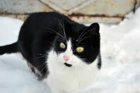 Healthy cats can get infected when they come into direct contact with a sick cat. Does My Cat Get Cold Pethelpful By Fellow Animal Lovers And Experts