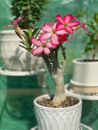Image result for Holothrix longiflora