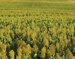 What Is Crop Farming With Pictures