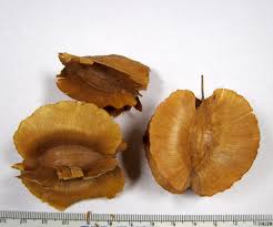 Image result for Combretum sp. A