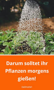 Darum Solltet Ihr Pflanzen Morgens Giessen Pflanzen Pflanzen Giessen Und Garten