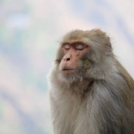 The Himalayan Monkey Location: McLeod Ganj, India) 365 days a year monkeys  do their business all over the world from sandy beaches and sweltering hot  jungles to where this guy lives, the