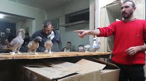 Ankara Guvercin Dernekleri Ozbek Koroglunun Guvercin Ihalesi 0541 661 74 77 Youtube