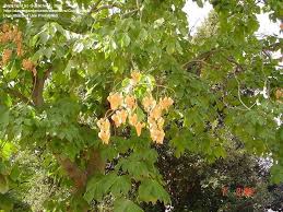 Image result for Firmiana