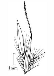 Image result for Urochloa leersioides