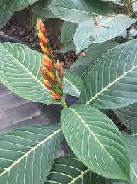 Image result for Sanchezia speciosa