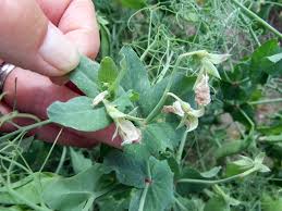 I would never, ever consider the canned bean sprouts, they look as though they have been embalmed and no crunch. Peas That Like It Hot Soil Science Society Of America