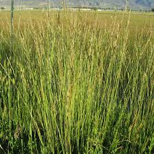Image result for Festuca chodatiana