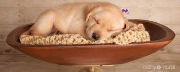 If you are unable to find your labrador retriever puppy in our puppy for sale or dog for sale sections, please consider looking thru thousands of labrador retriever dogs for adoption. Labrador Retriever Breeder In California Black Yellow English Lab Puppies For Sale