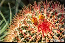 Botanischer Garten Berlin Botanischergartenberlin Dahlem Steglitz Berlin Deutschland Germany Biancabuergerphotogra Instagram Posts Instagram Photography