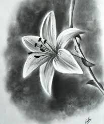 This is a principle that holds true for a lot of drawings you will do… 45 Beautiful Flower Drawings And Realistic Color Pencil Drawings Realistic Flower Drawing Pencil Drawings Of Flowers Beautiful Flower Drawings