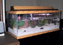 How To Buy 20 Gallon Long Aquarium 20 Gallon Long Aquarium Aquarium Design Aquarium