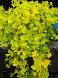 Maybe you would like to learn more about one of these? Lysimachia Nummularia Aurea Golden Creeping Jenny Devon Pond Plants