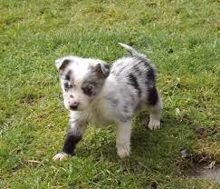 Looking For A Stunning Blue Red Merle Border Collie Female Pup To Join Our Family That Will B Red Merle Border Collie Border Collie Blue Merle Dogs And Puppies