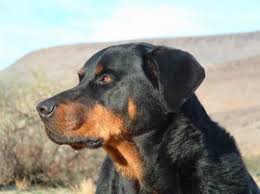 The rottle is an incredible family dog. Rottweiler Doberman Bloodhound Knersus S Blog
