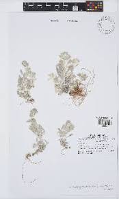 Image result for Vellereophyton dealbatum