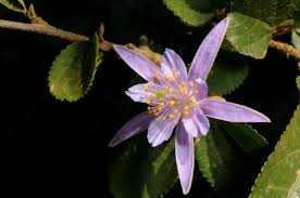 Image result for Grewia avellana