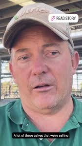 Ballarat's monthly store cattle sale is underway with 3900 cattle.