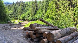 IKEA mercek altında: Mobilya devi, Romanyadaki ormanların sistematik  tahribatı ile suçlanıyor | Euronews