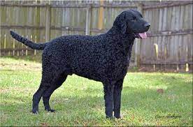 He will need work on the leash…. Curly Retriever Puppies Off 72 Www Usushimd Com
