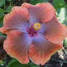 The Global Hibiscus Genealogy Family Tree Hibiscus Plant Hibiscus Flowers Hibiscus