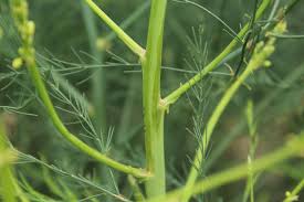 Asparagus performs best in a sunny location that receives at least 8 hours of full sun. Ohio Weedguide