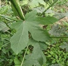 Image result for Abelmoschus esculentus