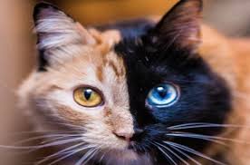 Two Faced Kitty Pulls An About Face With Copycat Face Ade Petguide Cats Two Faced Cat Pet News