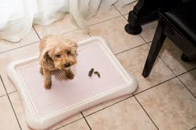 Chewers may chew on the plastic. Puppy Pad Training 101 How To Teach Your Pup To Use Potty Pads